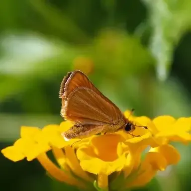 Butterfly on Yellow Flower