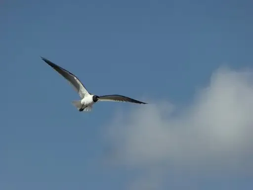 Seagull